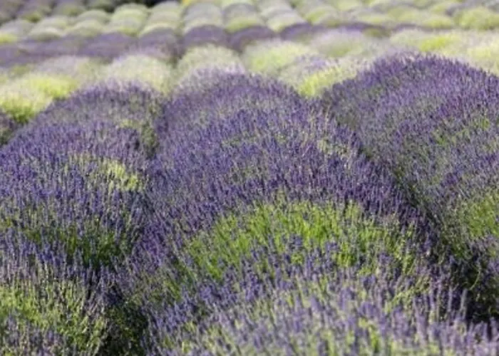 Studio Climatise Avec Parking, Terrasse Au Lavandou - Fr-1-251-167 Ле-Лаванду