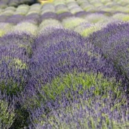 Studio Climatise Avec Parking, Terrasse Au Lavandou - Fr-1-251-167 勒拉旺杜