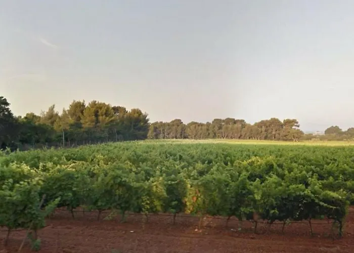 Studio Climatise Avec Parking, Terrasse Au Lavandou - Fr-1-251-167 勒拉旺杜